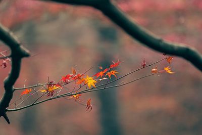 Close-up of maple leaves against blurred background