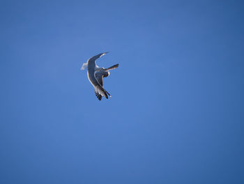 Low angle view of seagull flying in sky