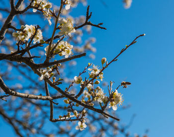 Low angle view of cherry blossom against blue sky