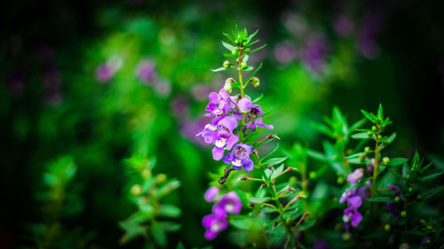 Close-up of purple flowering plant