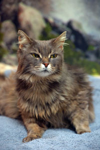 Close-up portrait of a cat