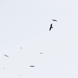 Low angle view of birds flying against clear sky