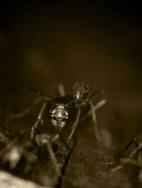 Close-up of insect on leaf