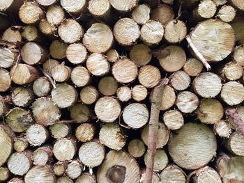 Full frame shot of logs stacked in forest