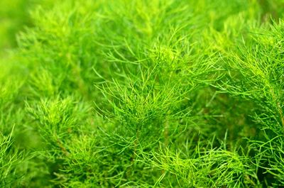 Full frame shot of green grass