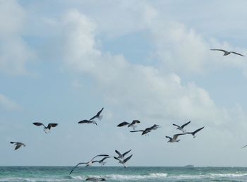 Seagull flying over sea