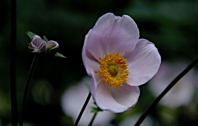 Close-up of white flowering plant