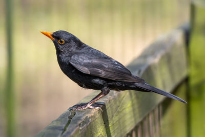 Blackbird in the wild