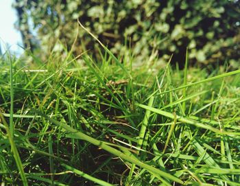 Close-up of grass on field