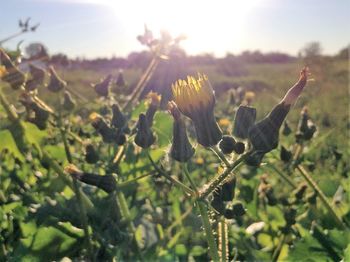 Close-up of flower buds growing in field