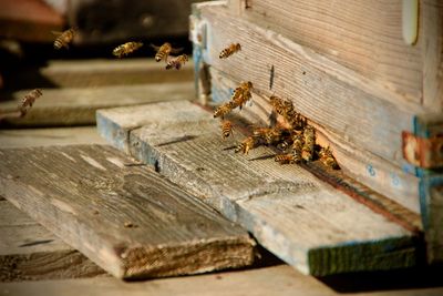 Close-up of bee flying