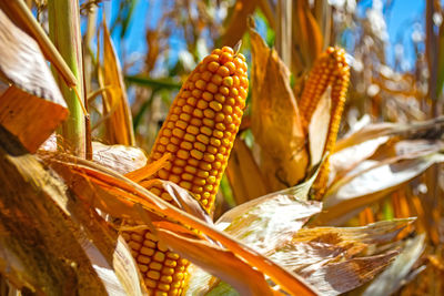Close-up of corn