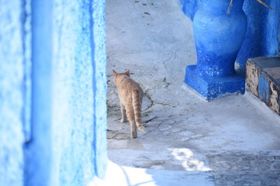 Cat standing against blue wall