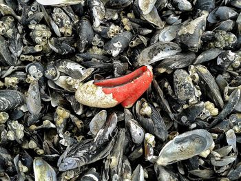 Close-up high angle view of leaves
