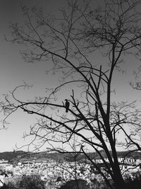 Birds perching on tree against sky