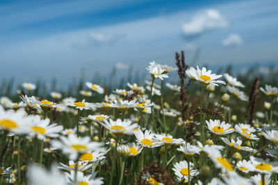 Close-up of daisy flowers on field