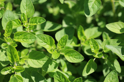 High angle view of plant growing outdoors