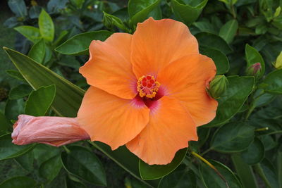 Close-up of orange hibiscus flower