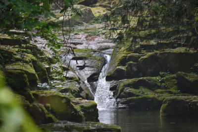 Scenic view of waterfall in forest