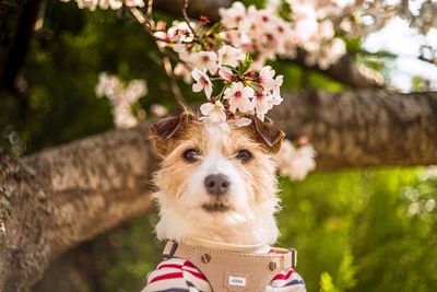 Close-up portrait of a dog