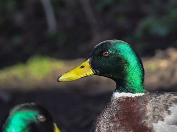 Close-up of bird