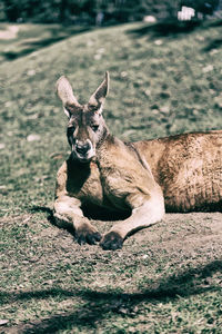 Portrait of cat sitting on land