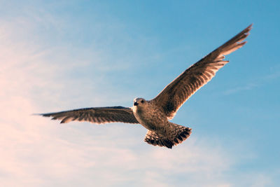 Low angle view of eagle flying in sky