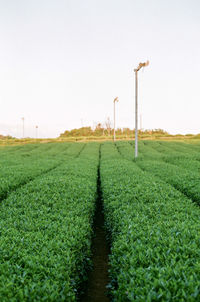 Scenic view of farm against clear sky