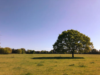 Trees on field against clear sky