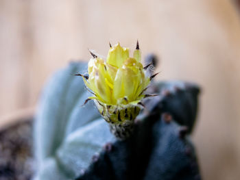 Close-up of insect on flower