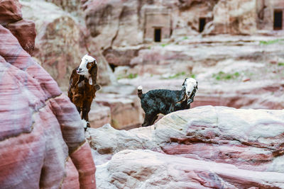 View of birds on rock