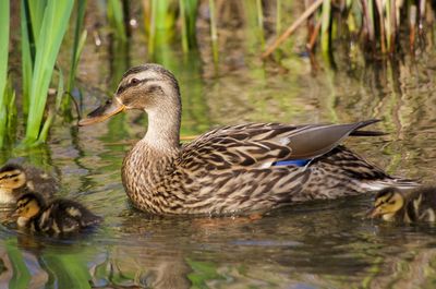 Duck swimming in lake