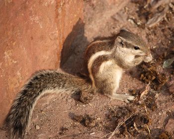 Close-up of squirrel on rock