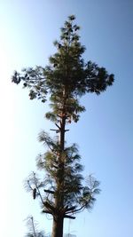Low angle view of bare trees against blue sky