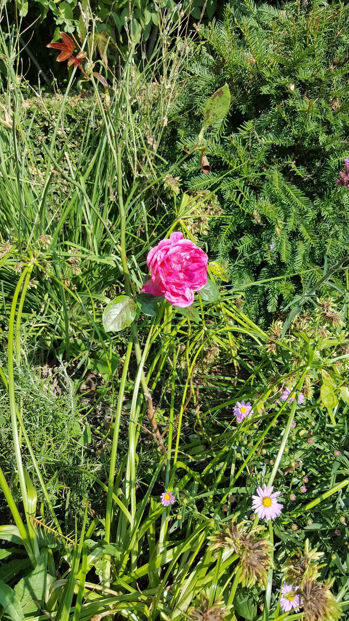 HIGH ANGLE VIEW OF PINK FLOWER GROWING ON FIELD