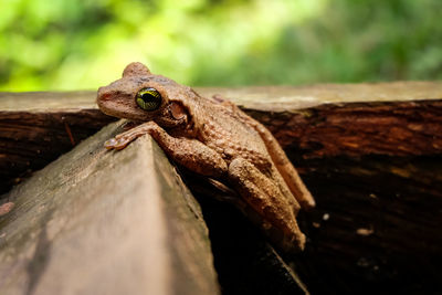 Close-up of frog on wood