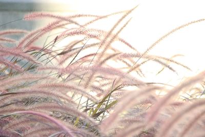 Close-up of fresh grass