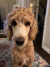 Portrait of dog relaxing at home