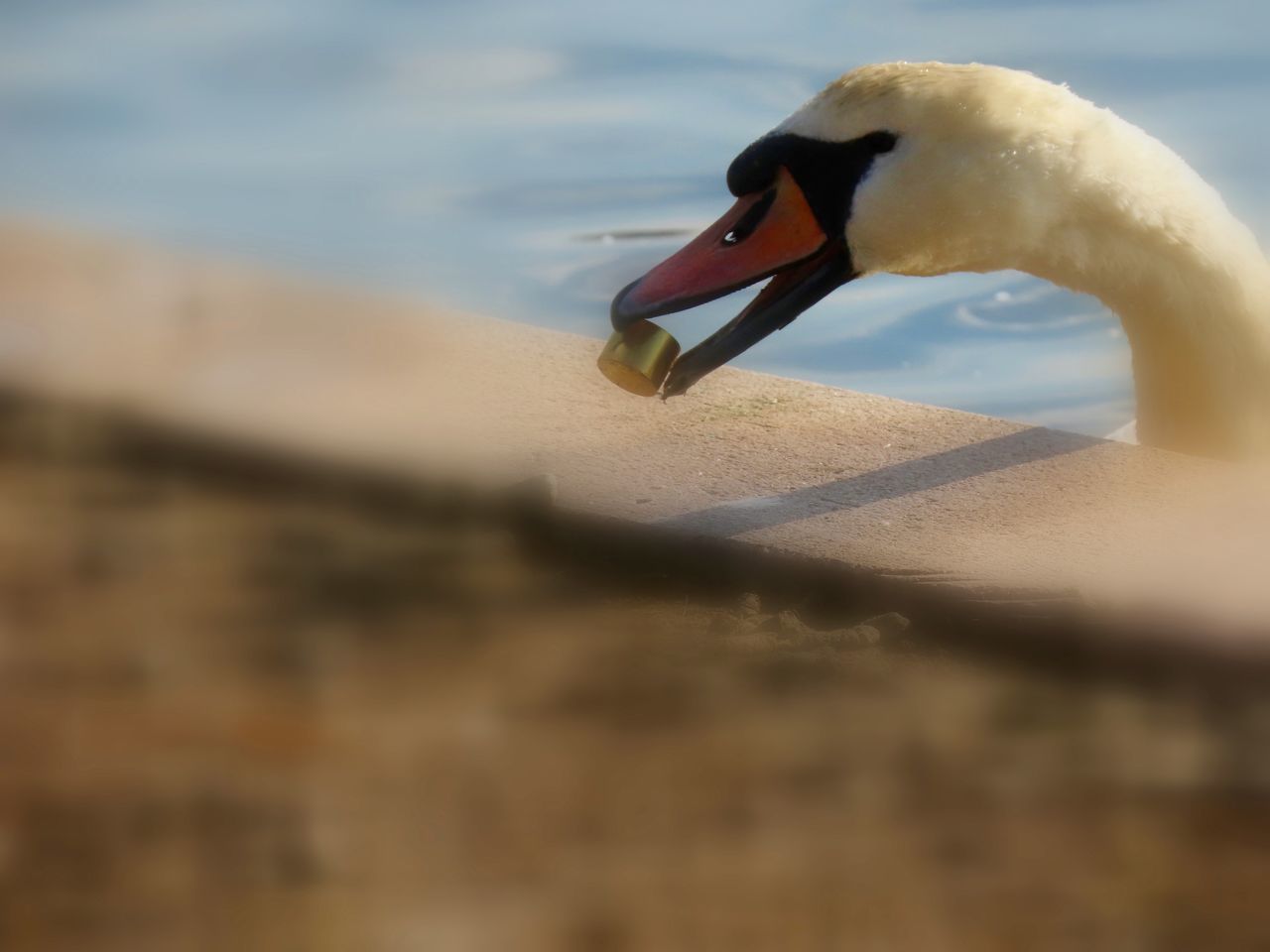 CLOSE-UP OF SWAN IN A LAKE