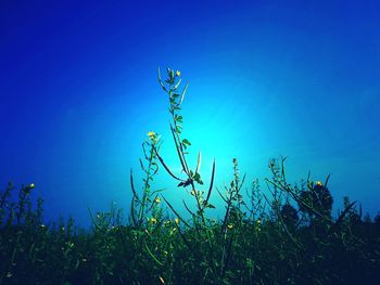 Plants against clear blue sky