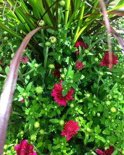 Close-up of red flowers blooming outdoors