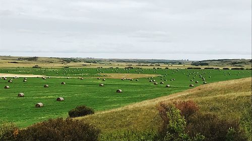 Scenic view of field against sky