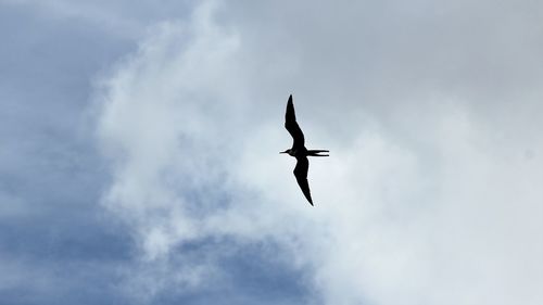 Low angle view of bird flying against sky