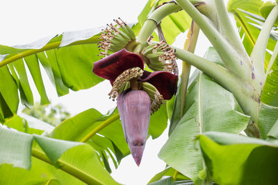 Close-up of purple flowering plant leaves