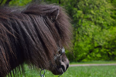 Close-up side view of a pony