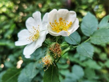 Close-up of white flowering plant