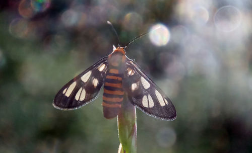 Close-up of butterfly pollinating flower