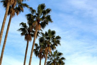 Low angle view of palm trees against blue sky