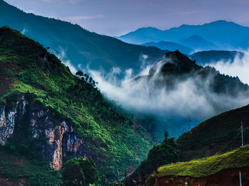 High angle shot of lush foliage