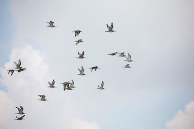 Low angle view of birds flying in sky